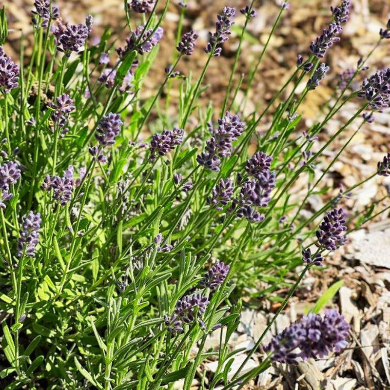 La lavande : familière mais vraiment pas banale ! - Sauvage-s