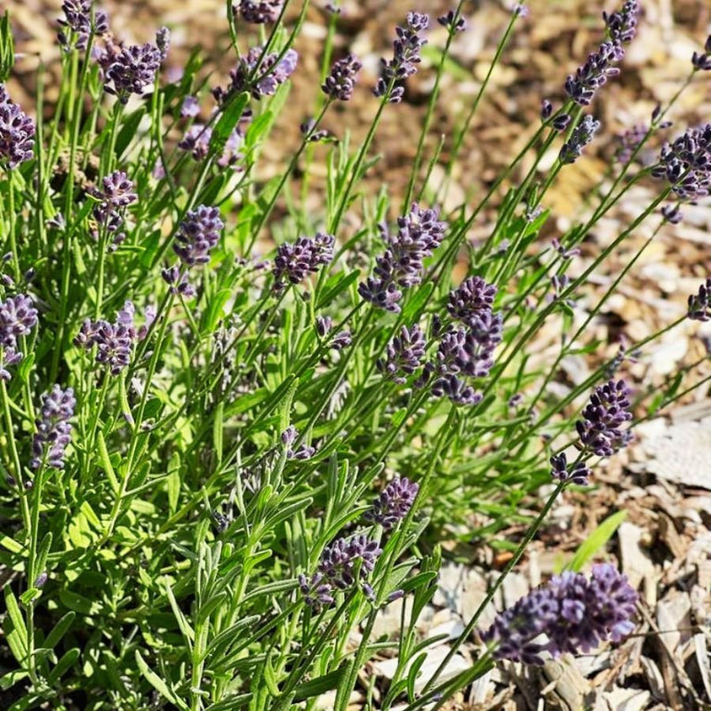 La lavande : familière mais vraiment pas banale ! - Sauvage-s