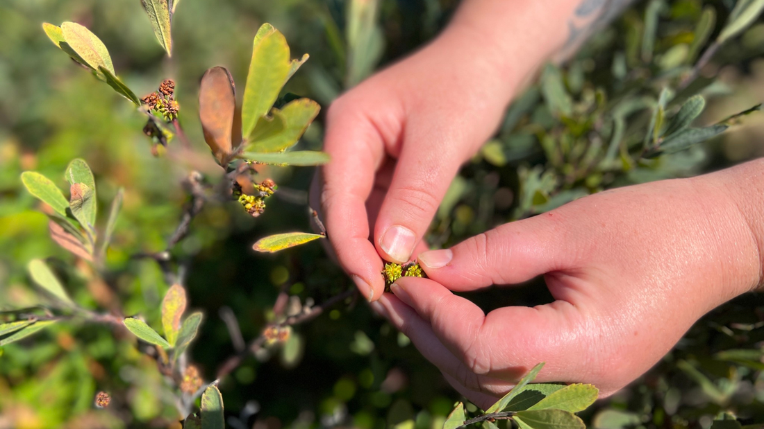 L'art de récolter les plantes sauvages - Sauvage-s