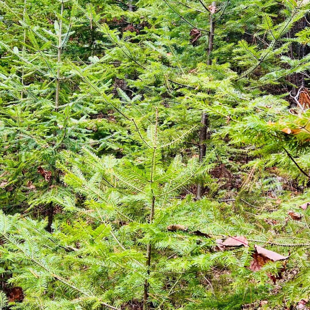 Le sapin baumier du Québec : un joyau aux multiples bienfaits et usages - Sauvage-s